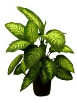 Tropical Dieffenbachia