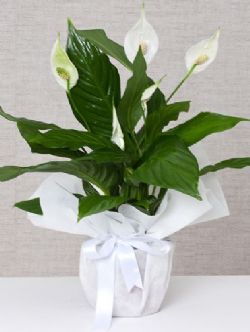 Spathiphyllum (Baris iegi)