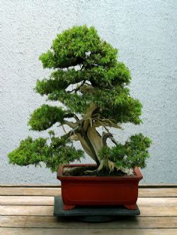 bonsai