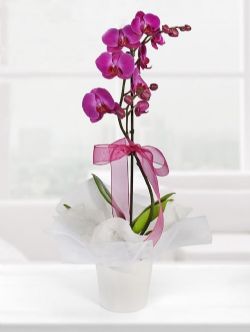 Sonsuza Dek Mutluluk orkide Buketi